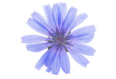 Beyaz arkaplanda izole edilmiş hindiba çiçeği 