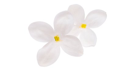 Leylak çiçeği, beyaz arkaplanda izole bir şekilde kapat 