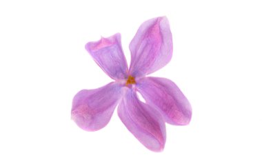 Leylak çiçeği, beyaz arkaplanda izole bir şekilde kapat 