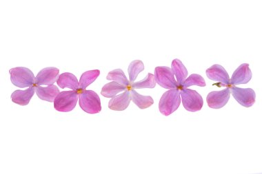 Leylak çiçeği, beyaz arkaplanda izole bir şekilde kapat 