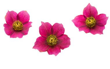 Beyaz arkaplanda izole kırmızı çicek 