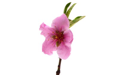 Beyaz arkaplanda sakura çiçekli dal 