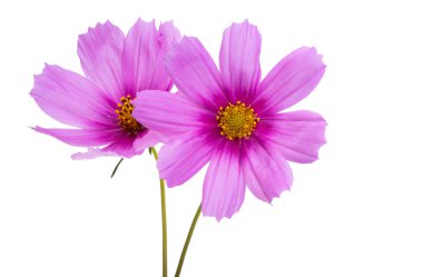 Beyaz arkaplanda kosmeya çiçekleri izole 