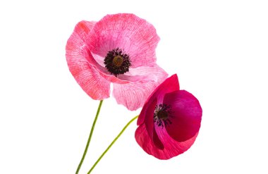 Beyaz arka plan üzerinde izole güzel haşhaş çiçekleri 