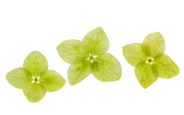 Green Hydrangea Flower Isolated White Background — Stock Photo, Image