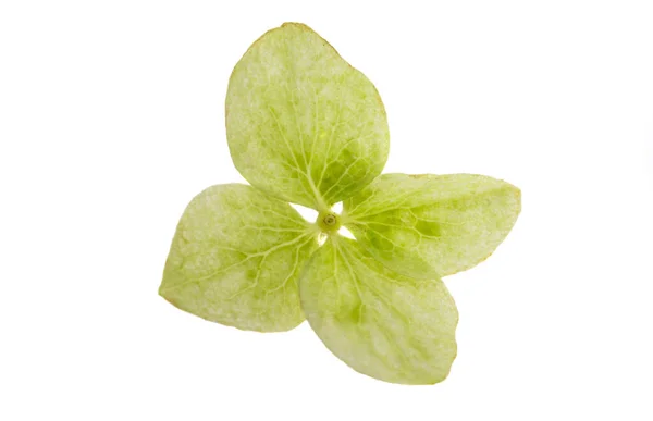 Green Hydrangea Flower Isolated White Background — Stock Photo, Image