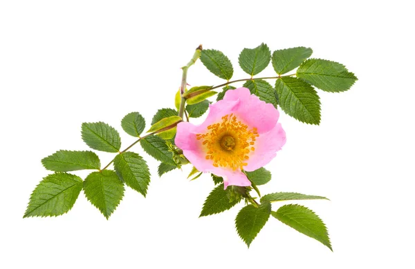 Różane Biodra Izolowane Białym Tle — Zdjęcie stockowe