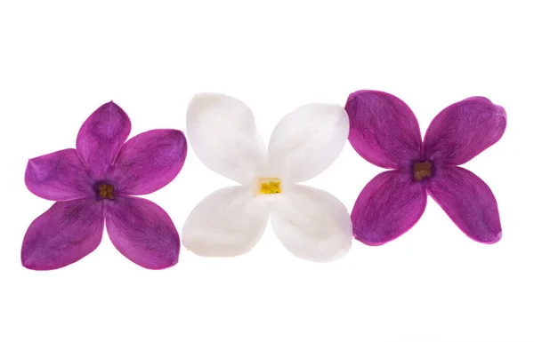 Πασχαλινό Λουλούδι Κοντά Απομονωμένο Λευκό Φόντο — Φωτογραφία Αρχείου