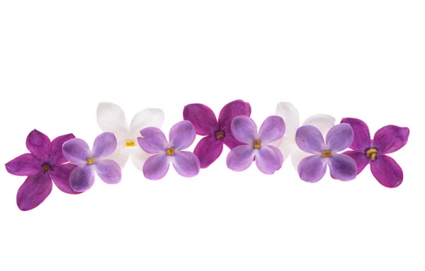 Lilac Flower Close Isolated White Background — Stock Photo, Image