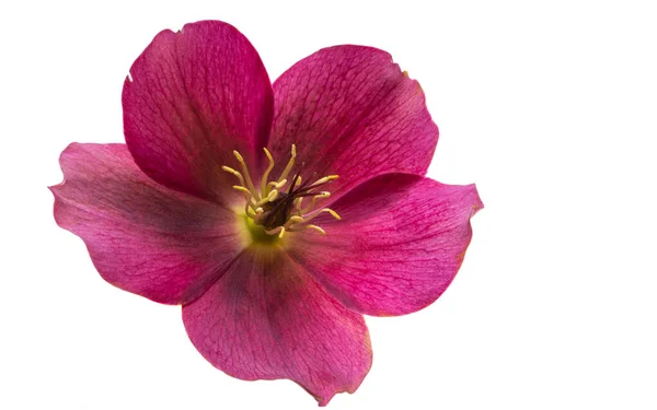 Rote Hellebore Blume Isoliert Auf Weißem Hintergrund — Stockfoto