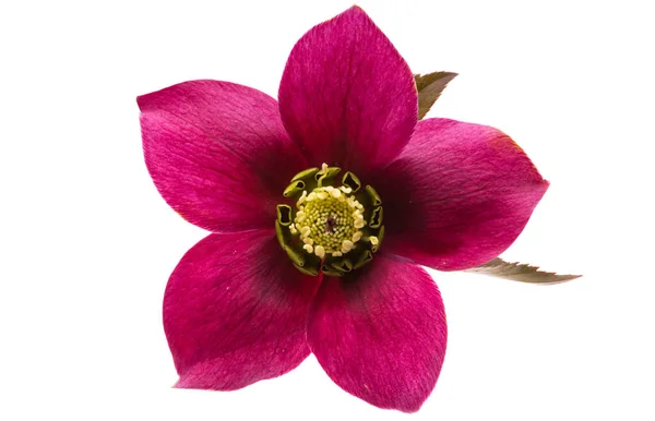 Rote Hellebore Blume Isoliert Auf Weißem Hintergrund — Stockfoto