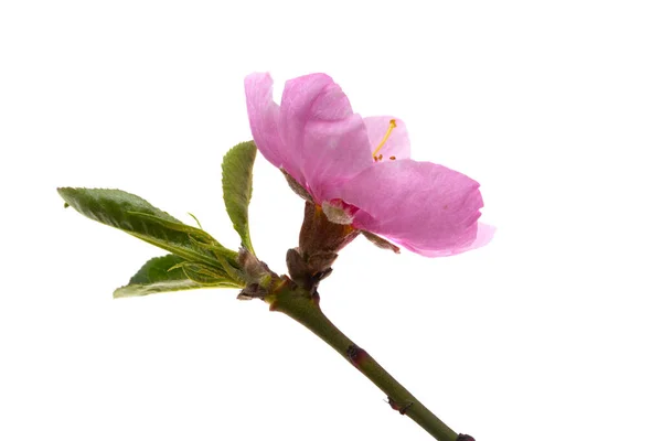 Rama Con Flor Sakura Aislada Sobre Fondo Blanco —  Fotos de Stock