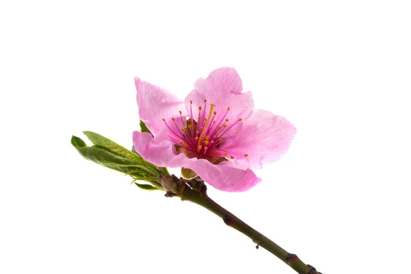 Ramo Com Flor Sakura Isolado Fundo Branco — Fotografia de Stock