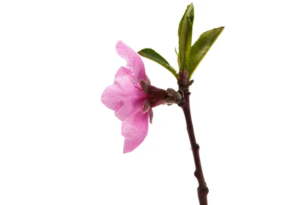 Branch Sakura Flower Isolated White Background — Stock Photo, Image