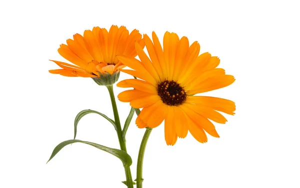 Marigold Blomma Isolerad Vit Bakgrund — Stockfoto