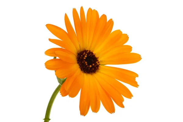 Marigold Kwiat Izolowane Białym Tle — Zdjęcie stockowe