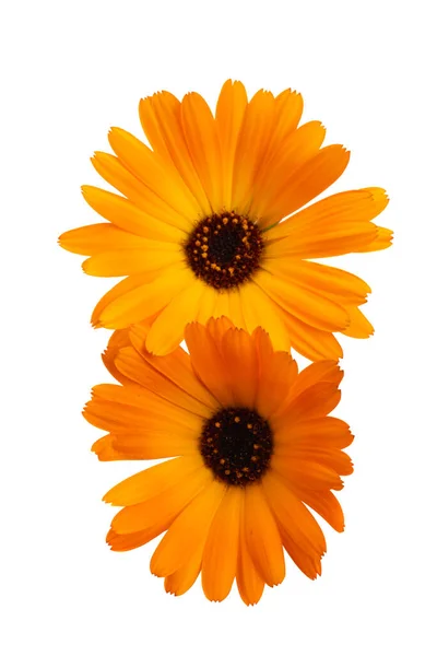 Marigold Flower Isolated White Background — Stock Photo, Image