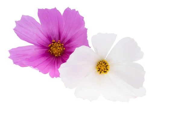 Kosmeya Fleurs Isolées Sur Fond Blanc — Photo