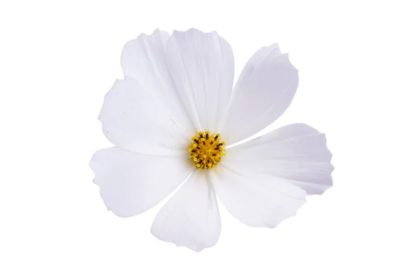 Kosmeya Kwiaty Izolowane Białym Tle — Zdjęcie stockowe