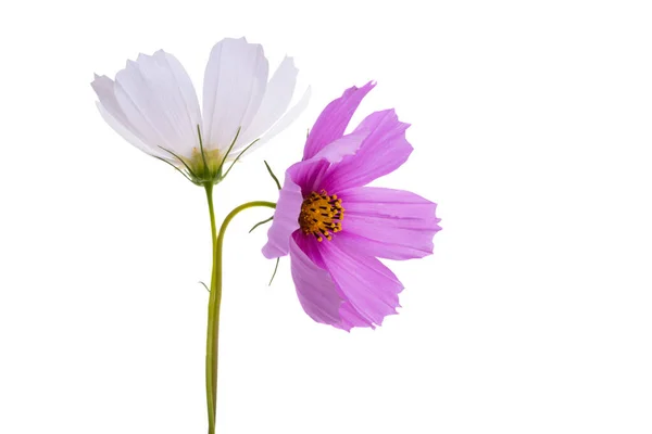 Flores Kosmeya Isolado Fundo Branco — Fotografia de Stock