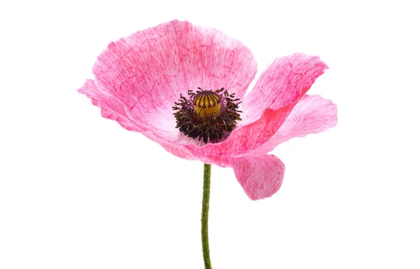 Beautiful Poppy Flowers Isolated White Background — Stock Photo, Image