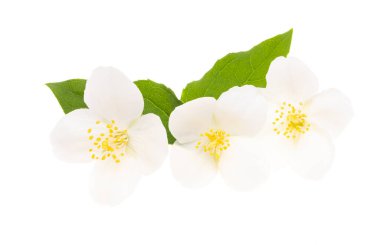 Yasemin çiçekleri beyaz arka planda izole 