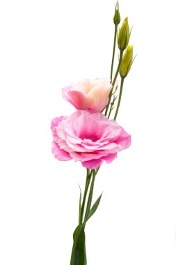 Beyaz arkaplanda izole edilmiş östoma çiçekleri 