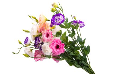 Beyaz arkaplanda izole edilmiş östoma çiçekleri 