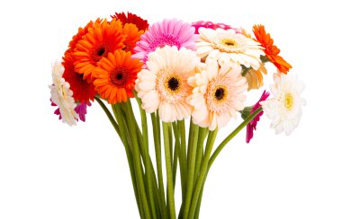 Gerbera çiçekleri beyaz arkaplanda izole edilmiş 