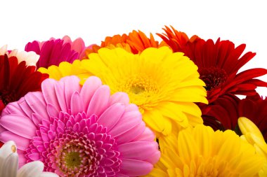 Gerbera çiçekleri beyaz arkaplanda izole edilmiş 
