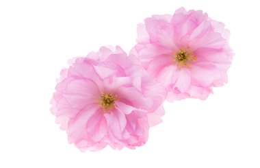 Beyaz arkaplanda izole edilmiş sakura çiçeği 
