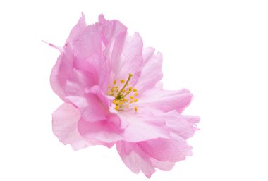 Beyaz arkaplanda izole edilmiş sakura çiçeği 