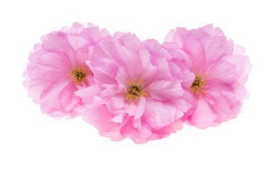 Beyaz arkaplanda izole edilmiş sakura çiçeği 