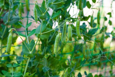 Çiftlikte büyüyen yeşil bezelyeler 