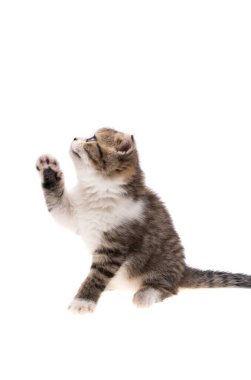 Beyaz arkaplanda izole kedi yavrusu 