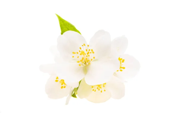Жасминовые Цветы Белом Фоне — стоковое фото