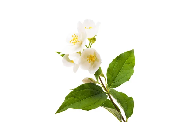 Flores Jazmín Aisladas Sobre Fondo Blanco —  Fotos de Stock