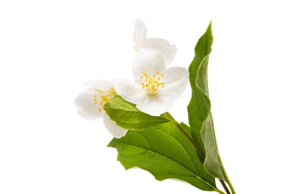 白地に孤立したジャスミンの花 — ストック写真