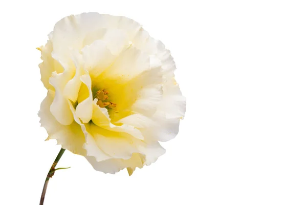 Eustomes Fleurs Isolées Sur Fond Blanc — Photo