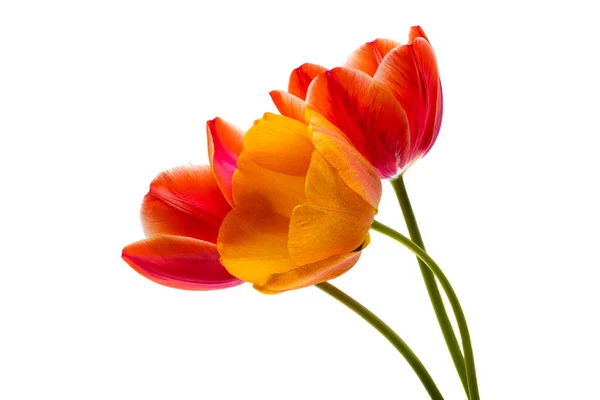 Tulpenblüten Isoliert Auf Weißem Hintergrund — Stockfoto