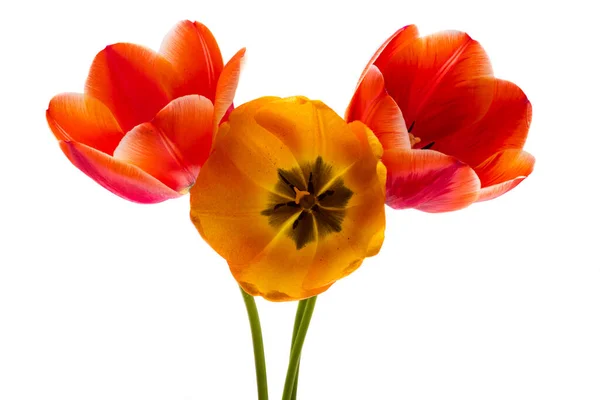 Fleurs Tulipes Isolées Sur Fond Blanc — Photo