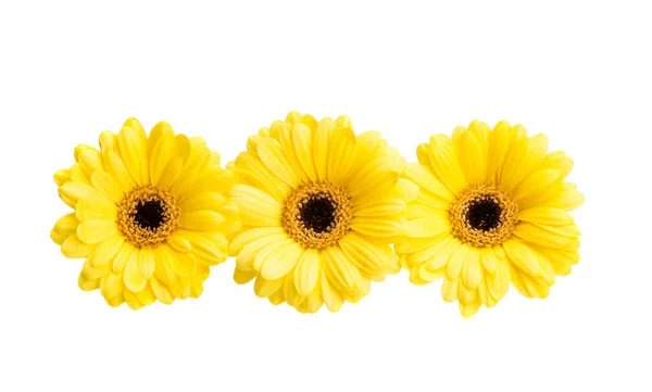 Gerbera Fleurs Isolées Sur Fond Blanc — Photo