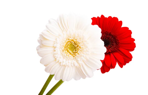 Gerbera Flowers Isolated White Background — Stock Photo, Image