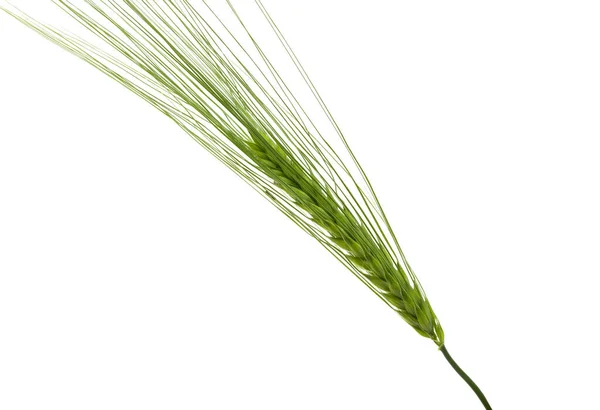 Green Ear Wheat Isolated White Background — Stock Photo, Image