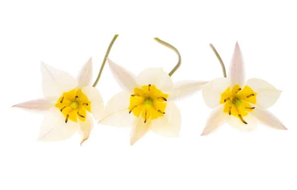 Wild Tulip Flower Isolated White Background — Stock Photo, Image