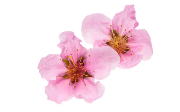 Sakura Blommor Isolerad Vit Bakgrund — Stockfoto