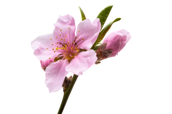 Sakura Blommor Isolerad Vit Bakgrund — Stockfoto