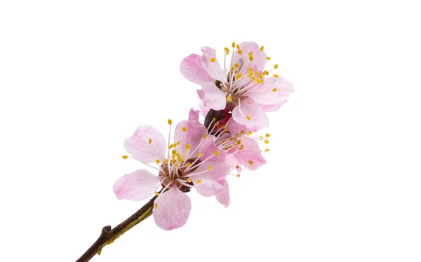 Sakura Blommor Isolerad Vit Bakgrund — Stockfoto