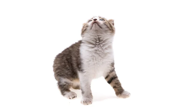 Gatito Aislado Sobre Fondo Blanco — Foto de Stock