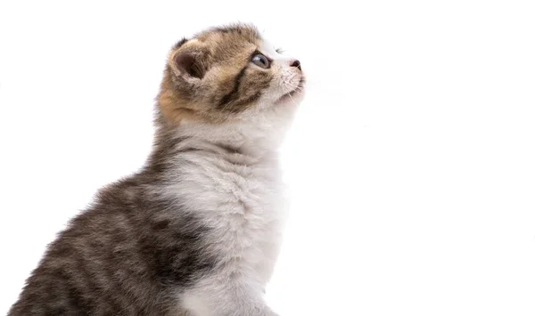 Chaton Isolé Sur Fond Blanc — Photo